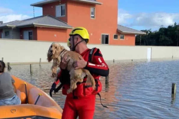 Sites que facilitam as buscas de animais perdidos nas enchentes do Rio Grande do Sul