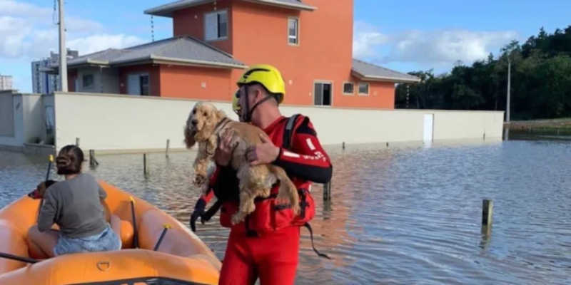 Sites que facilitam as buscas de animais perdidos nas enchentes do Rio Grande do Sul