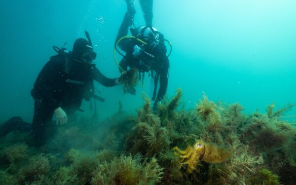 Rápida restauração de recifes de ostras dá esperança para o futuro dos ecossistemas marinhos