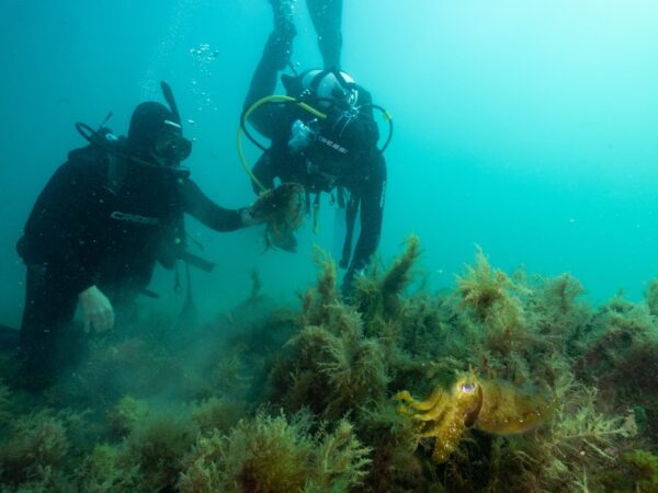 Rápida restauração de recifes de ostras dá esperança para o futuro dos ecossistemas marinhos