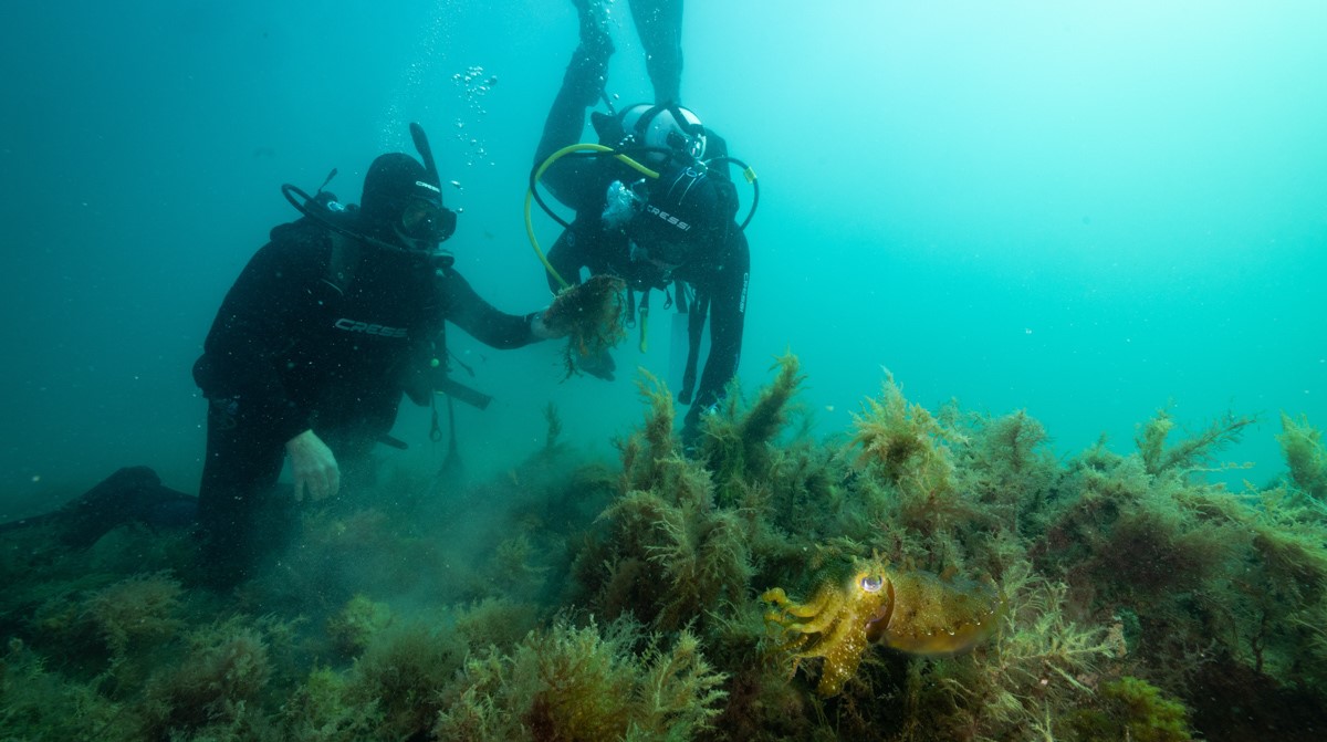 Rápida restauração de recifes de ostras dá esperança para o futuro dos ecossistemas marinhos