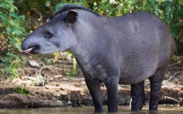 ‘Em busca da anta perdida’: a expedição que ‘reencontrou’ animal considerado extinto da Caatinga