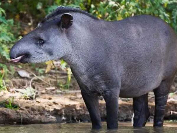 ‘Em busca da anta perdida’: a expedição que ‘reencontrou’ animal considerado extinto da Caatinga