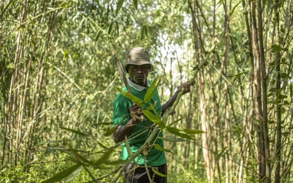 Na Uganda, o bambu tem o apoio do governo como uma cultura com potencial real de crescimento
