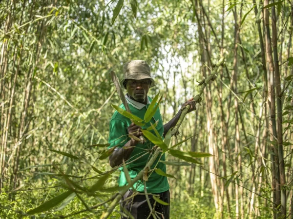 Na Uganda, o bambu tem o apoio do governo como uma cultura com potencial real de crescimento