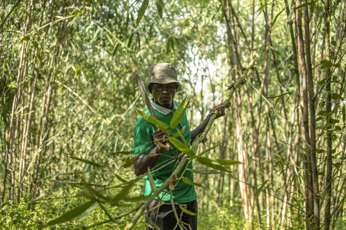 Na Uganda, o bambu tem o apoio do governo como uma cultura com potencial real de crescimento