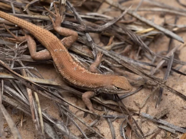 Nova listagem de lagartos raros ameaçados de extinção pode retardar a perfuração de petróleo e gás no Novo México e no oeste do Texas