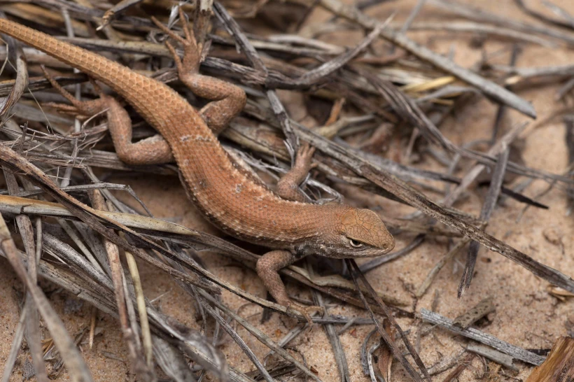 Nova listagem de lagartos raros ameaçados de extinção pode retardar a perfuração de petróleo e gás no Novo México e no oeste do Texas