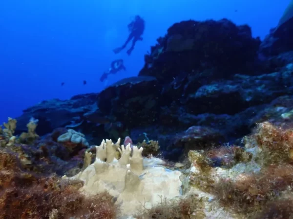 Especialistas dizem que o branqueamento dos recifes de coral está próximo do nível recorde globalmente devido ao calor “louco” do oceano