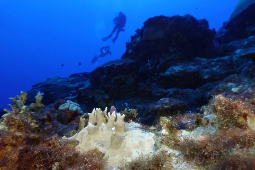 Especialistas dizem que o branqueamento dos recifes de coral está próximo do nível recorde globalmente devido ao calor “louco” do oceano