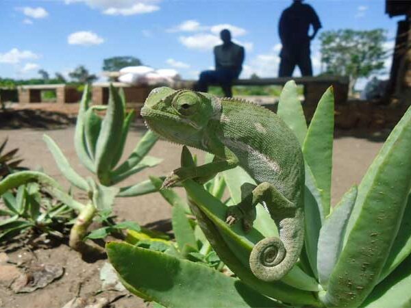 Cientistas descobrem centenas de espécies em nova ecorregião africana