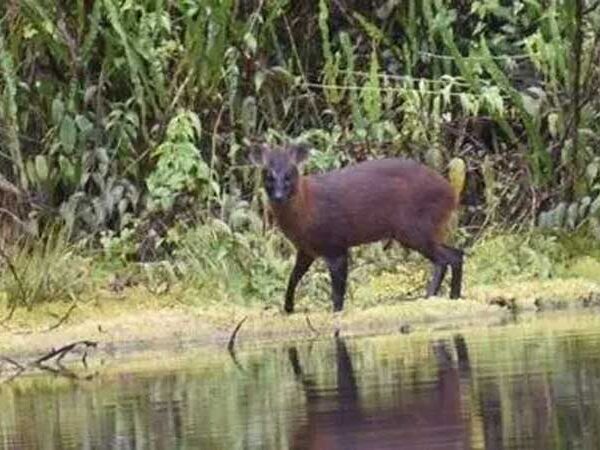 A nova espécie de mamífero descoberta por pesquisadores no Peru