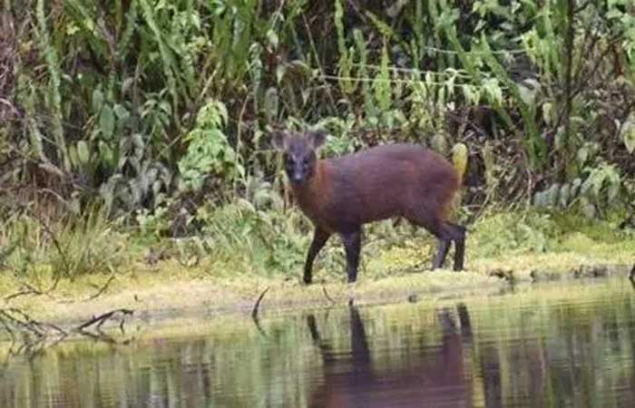 A nova espécie de mamífero descoberta por pesquisadores no Peru