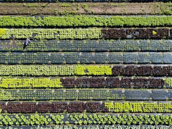 Produção local de alimentos pode garantir cidades mais saudáveis