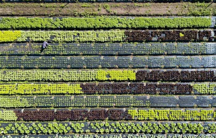 Produção local de alimentos pode garantir cidades mais saudáveis