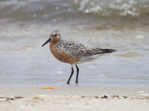 Aves migratórias tornam Icapuí, no Ceará, destino de observadores