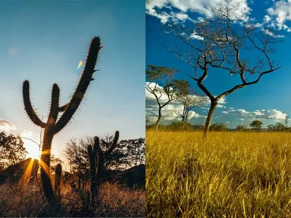 Cerrado e Caatinga são patrimônios do Brasil e precisam ser protegidos