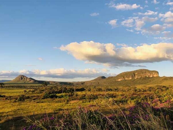 Experimento mostra que é possível restaurar áreas do estrato herbáceo do Cerrado