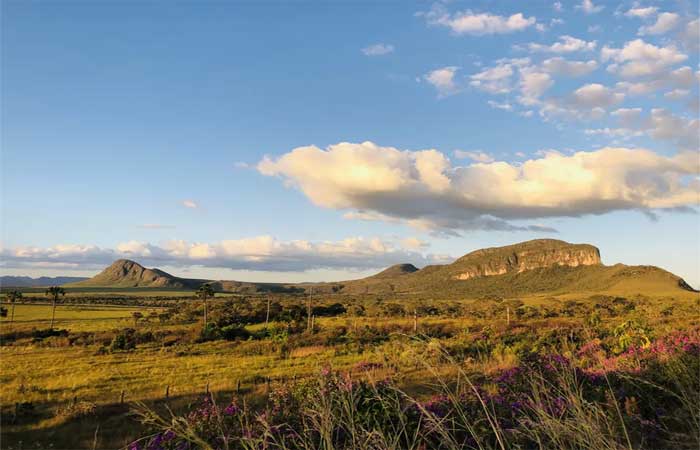 Experimento mostra que é possível restaurar áreas do estrato herbáceo do Cerrado