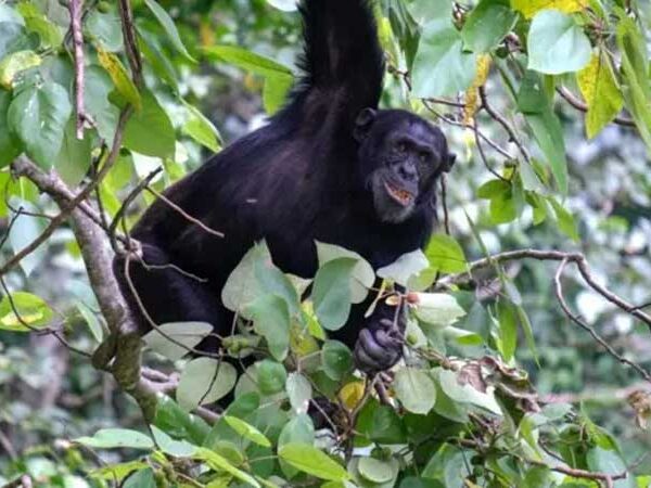 Chimpanzés se ‘curam’ com plantas medicinais, diz pesquisa