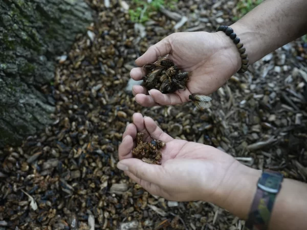 Illinois é atingido pelo caos das cigarras. É assim que é ver, ouvir e sentir bilhões de insetos