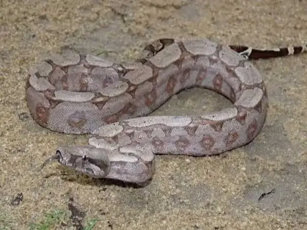 Espécie de jiboia nativa da Mata Atlântica é descoberta por pesquisadores brasileiros