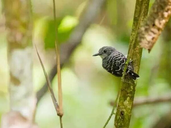 Mudanças climáticas impactaram o genoma das aves da Amazônia