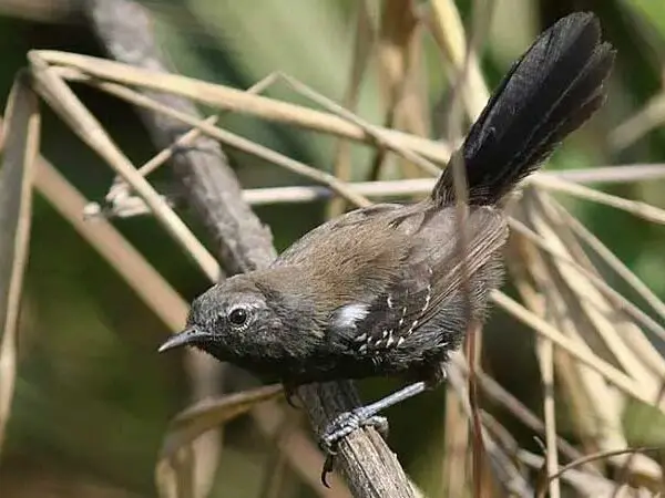 Lista de Espécies da Fauna Ameaçada no Paraná é atualizada com coordenação do Mater Natura