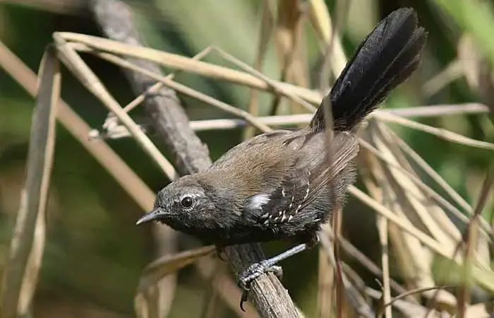 Lista de Espécies da Fauna Ameaçada no Paraná é atualizada com coordenação do Mater Natura