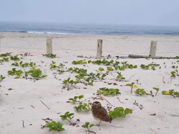 Novas tocas de corujas em Matinhos confirmam recomposição da fauna local