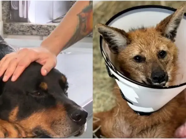 Doação de sangue de cachorro rotweiller salva vida de lobo-guará no Paraná