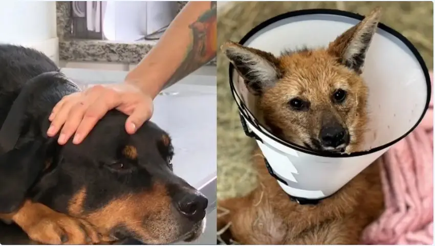 Doação de sangue de cachorro rotweiller salva vida de lobo-guará no Paraná