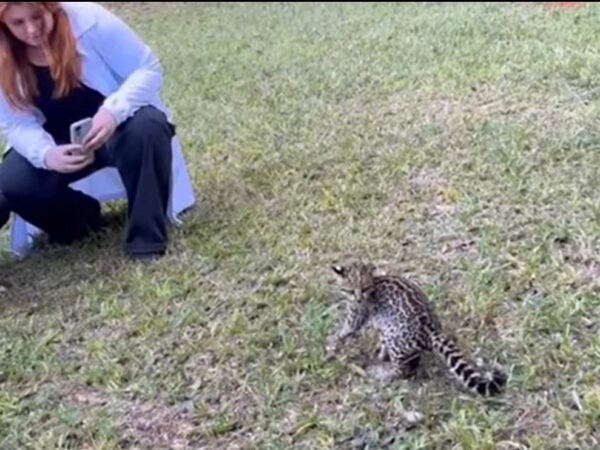 IAT paranaense solta gato-do-mato-pequeno e fecha cativeiro irregular de aves; veja vídeo