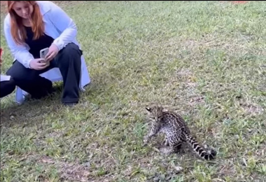 IAT paranaense solta gato-do-mato-pequeno e fecha cativeiro irregular de aves; veja vídeo