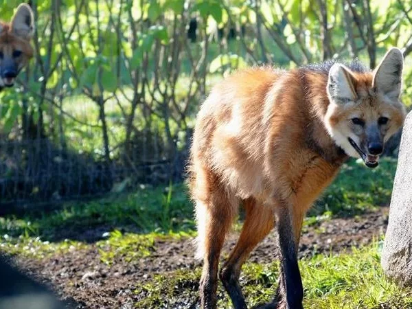 Lobo-guará macho chega ao zoológico de Gramado para reprodução da espécie