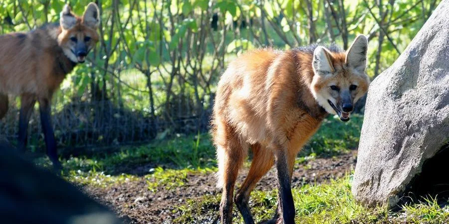 Lobo-guará macho chega ao zoológico de Gramado para reprodução da espécie