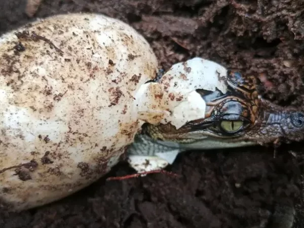 A espécie de crocodilo que voltou da beira da extinção