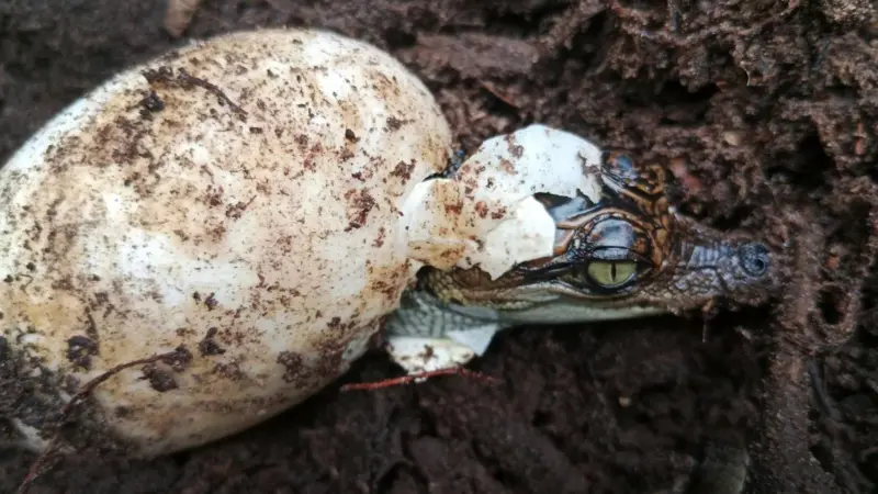 A espécie de crocodilo que voltou da beira da extinção