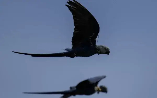 Recuperação da ararinha-azul-do-brasil, popularizada nos filmes de animação ‘Rio’, está ameaçada pelas mudanças climáticas