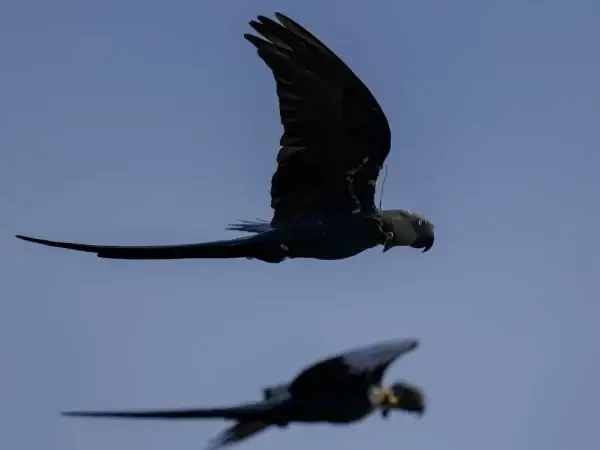 Recuperação da ararinha-azul-do-brasil, popularizada nos filmes de animação ‘Rio’, está ameaçada pelas mudanças climáticas