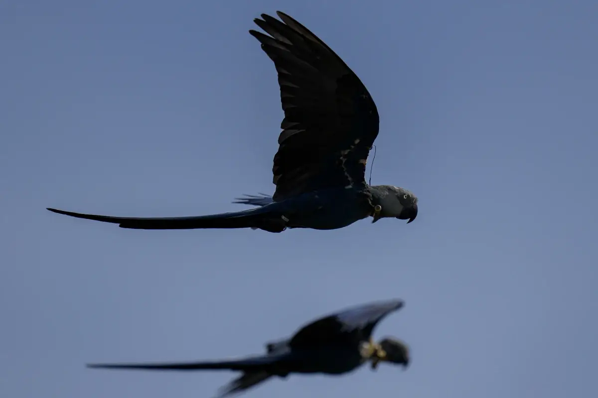 Recuperação da ararinha-azul-do-brasil, popularizada nos filmes de animação ‘Rio’, está ameaçada pelas mudanças climáticas