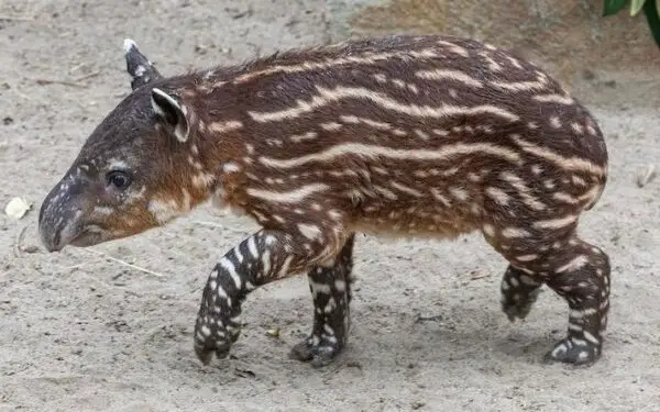 Filhote de anta ameaçado de extinção nasce em zoo e sorriso encanta visitantes