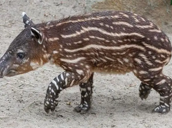 Filhote de anta ameaçado de extinção nasce em zoo e sorriso encanta visitantes