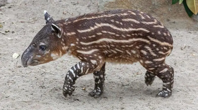 Filhote de anta ameaçado de extinção nasce em zoo e sorriso encanta visitantes