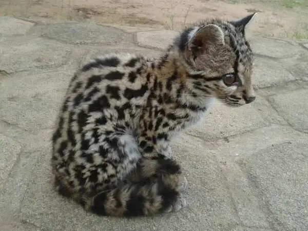 Pesquisa comprova presença de felino ameaçado e raro na Chapada do Araripe