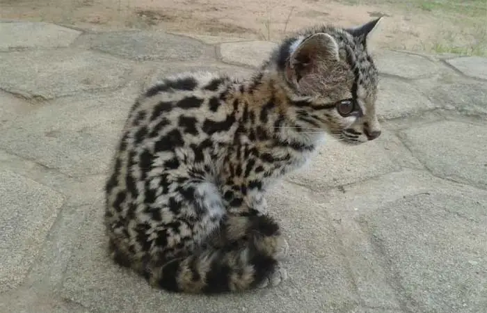 Pesquisa comprova presença de felino ameaçado e raro na Chapada do Araripe