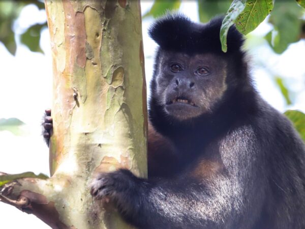 Amigo bicho: IAT reforça campanha contra a violência a animais silvestres