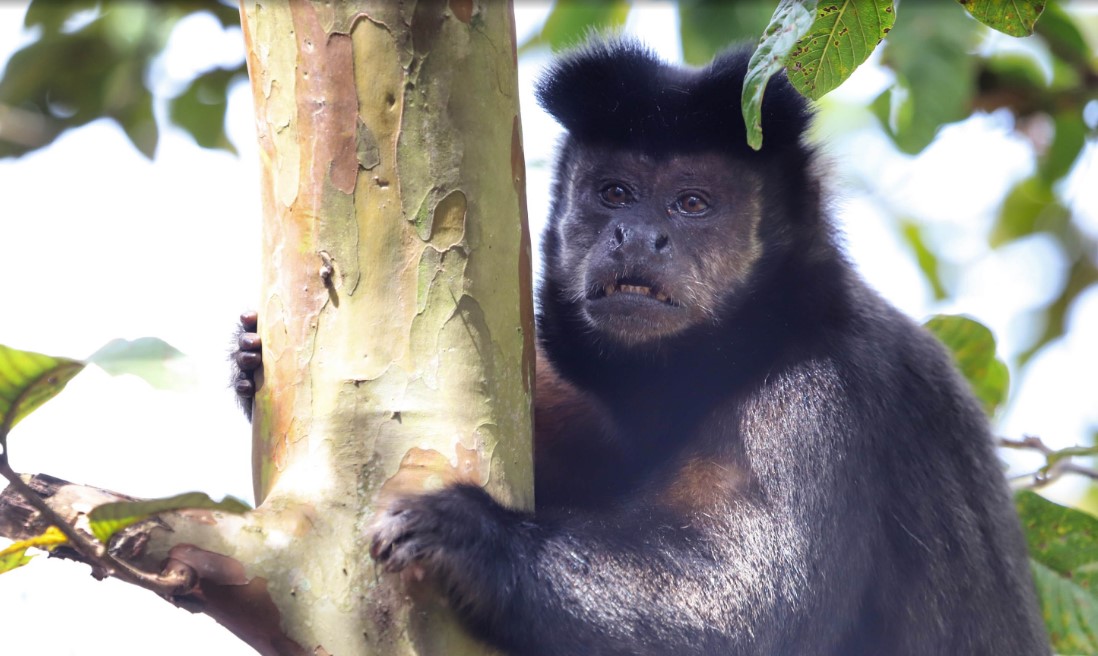 Amigo bicho: IAT reforça campanha contra a violência a animais silvestres