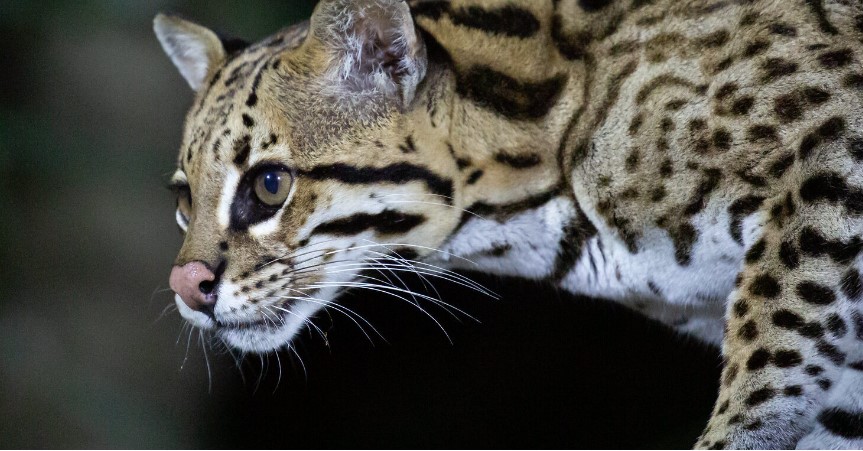 Detetives da floresta, jaguatiricas correm risco de extinção no sul do Brasil