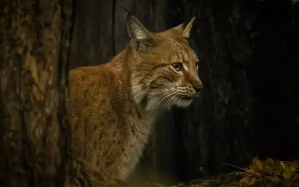 Lince ibérico já não está em vias de extinção. Esta é a “maior recuperação de uma espécie felina jamais conseguida”